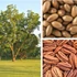Kép 6/6 - Carya illinoinensis - pekándió