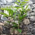 Kép 2/8 - Carya illinoinensis - pekándió
