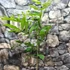 Kép 3/8 - Carya illinoinensis - pekándió
