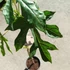 Kép 3/7 - Carica pentagona (Babaco) - hegyi Papaya