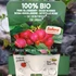 Kép 6/6 - Vaccinium 'Pink Berry' - rózsaszín áfonya