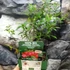 Kép 2/6 - Vaccinium 'Pink Berry' - rózsaszín áfonya
