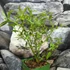Kép 3/6 - Vaccinium 'Pink Berry' - rózsaszín áfonya