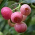 Kép 1/6 - Vaccinium 'Pink Berry' - rózsaszín áfonya