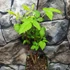 Kép 5/7 - Rubus idaeus Primeberry® 'Autumn First' - őszi málna