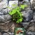 Kép 6/7 - Rubus idaeus Primeberry® 'Autumn First' - őszi málna