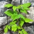 Kép 3/7 - Rubus idaeus Primeberry® 'Autumn First' - őszi málna