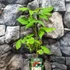 Kép 2/7 - Rubus idaeus Primeberry® 'Autumn First' - őszi málna