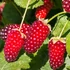 Kép 1/9 - Rubus loganobaccus 'Thornless'