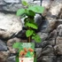 Kép 4/9 - Rubus loganobaccus 'Thornless'