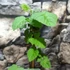 Kép 5/9 - Rubus loganobaccus 'Thornless'