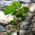 Kép 6/9 - Rubus loganobaccus 'Thornless'