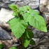 Kép 7/9 - Rubus loganobaccus 'Thornless'