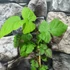 Kép 3/9 - Rubus loganobaccus 'Thornless'