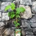 Kép 2/9 - Rubus loganobaccus 'Thornless'