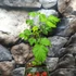 Kép 2/5 - Rubus idaeus 'Malling Promise' – málna