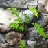 Kép 3/5 - Rubus idaeus 'Malling Promise' – málna