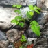 Kép 4/5 - Rubus idaeus 'Malling Promise' – málna