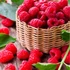 Kép 1/5 - Rubus idaeus 'Malling Promise' – málna