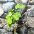 Kép 5/7 - Vitis vinifera 'Johanniter' - fehér szőlő