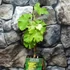 Kép 6/7 - Vitis vinifera 'Johanniter' - fehér szőlő