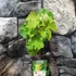 Kép 2/7 - Vitis vinifera 'Johanniter' - fehér szőlő