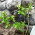 Kép 3/5 - Vaccinium corymbosum'Brigitta Blue' - kék áfonya