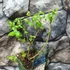 Kép 2/5 - Vaccinium corymbosum'Brigitta Blue' - kék áfonya