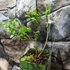 Kép 4/5 - Vaccinium corymbosum'Brigitta Blue' - kék áfonya