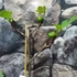 Kép 6/9 - Ficus Carica - füge