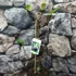 Kép 7/9 - Ficus Carica - füge