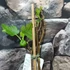 Kép 8/9 - Ficus Carica - füge