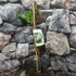 Kép 9/9 - Ficus Carica - füge