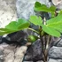 Kép 4/9 - Ficus Carica - füge