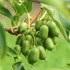 Kép 1/7 - Actinidia arguta 'Issai' - öntermékeny Kivi