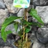 Kép 2/7 - Actinidia arguta 'Issai' - öntermékeny Kivi