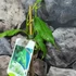 Kép 5/7 - Actinidia arguta 'Issai' - öntermékeny Kivi