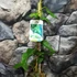 Kép 6/7 - Actinidia arguta 'Issai' - öntermékeny Kivi