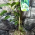 Kép 3/7 - Actinidia arguta 'Issai' - öntermékeny Kivi