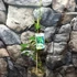 Kép 4/7 - Actinidia arguta 'Issai' - öntermékeny Kivi