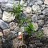 Kép 3/6 - Punica granatum – Gránátalma