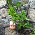 Kép 2/6 - Punica granatum – Gránátalma