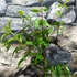 Kép 4/6 - Punica granatum – Gránátalma