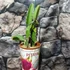 Kép 3/6 - Hylocereus undatus - sárkánygyümölcs nagy