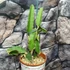 Kép 4/6 - Hylocereus undatus - sárkánygyümölcs nagy