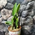 Kép 5/6 - Hylocereus undatus - sárkánygyümölcs nagy