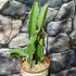 Kép 2/6 - Hylocereus undatus - sárkánygyümölcs nagy