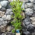 Kép 2/6 - Vaccinium corymbosum'Brigitta Blue' - kék áfonya nagy