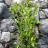 Kép 3/6 - Vaccinium corymbosum'Brigitta Blue' - kék áfonya nagy