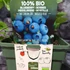 Kép 5/6 - Vaccinium corymbosum'Brigitta Blue' - kék áfonya nagy